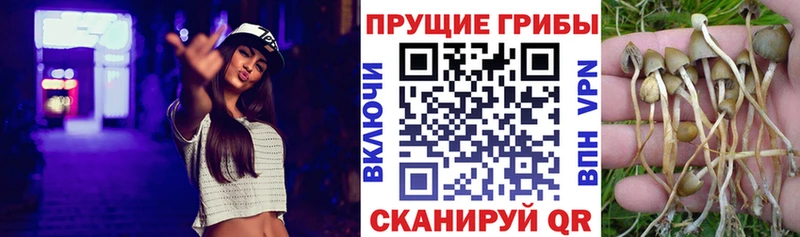 Псилоцибиновые грибы GOLDEN TEACHER  наркотики  Протвино 